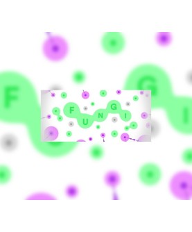 FUNGI Steam Key GLOBAL